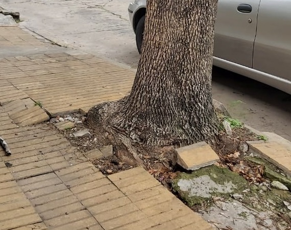 Audiencia e informe sobre arbolado urbano