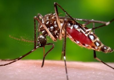 Emergencia por dengue