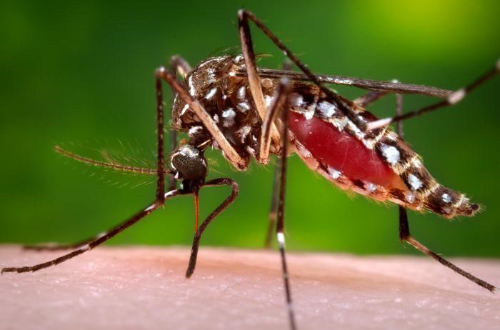 Emergencia por dengue