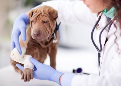 Implementación de guardias veterinarias